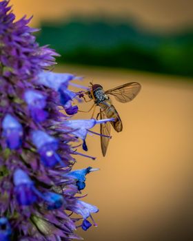 Small insect collecting nectar from blue flower, close-up photo of insect and blue flower