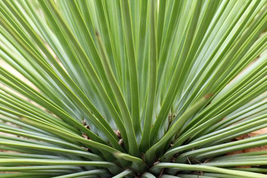 Agave striata - Narrow Leaf  Century Plant - abstract detail