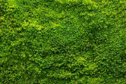 Green Moss background, mossy texture