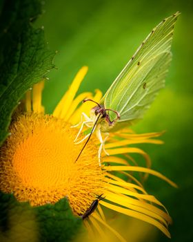 Beautiful butterfly collecting nectar from yellow flower, close-up photo of insect and yellow summer flower