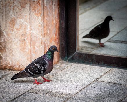 Pigeon bird watching his mirror reflection, close-up photo of a bird watching its reflection 