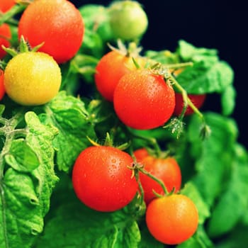 Cherry bush tomatoes - healthy vegetables - healthy food. Beautiful fresh red tomatoes on a twig.