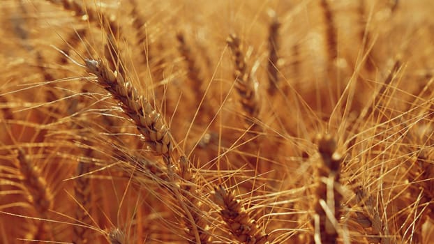 Beautiful detail of ripening wheat in a field. Natural colour background at sunset with blue sky.
