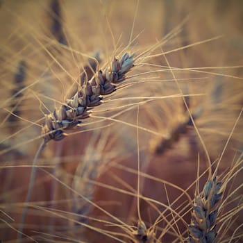 Beautiful detail of corn grown on field. Background and concept for agriculture and nature.