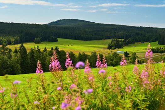 Sumava - beautiful landscape of summer nature in the mountains. Extensive mountains on the borders of the Czech Republic