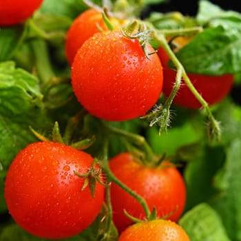 Cherry bush tomatoes - healthy vegetables - healthy food. Beautiful fresh red tomatoes on a twig.