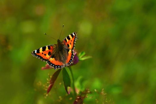 A butterfly on a thistle. Beautiful natural colour background.