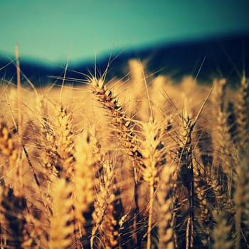 Beautiful detail of corn grown on field. Background and concept for agriculture and nature.