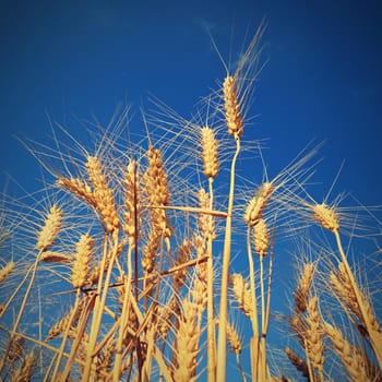 Beautiful detail of ripening wheat in a field. Natural colour background at sunset with blue sky.
