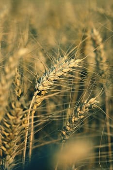 Beautiful detail of corn grown on field. Background and concept for agriculture and nature.