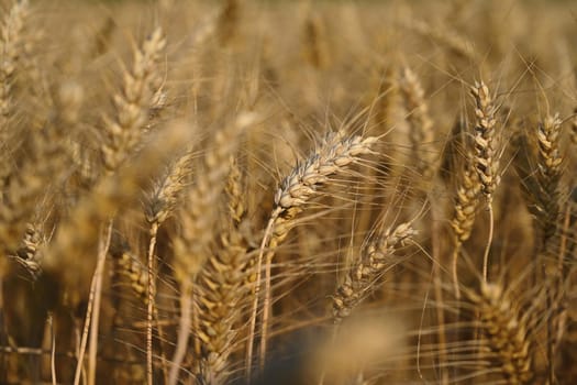 Beautiful detail of ripening wheat in a field. Natural colour background at sunset with blue sky.
