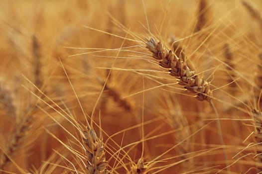 Beautiful detail of ripening wheat in a field. Natural colour background at sunset with blue sky.
