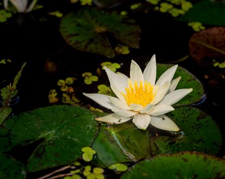 Beautiful white lily on dark background, close-up photo of lily or lotos flower 