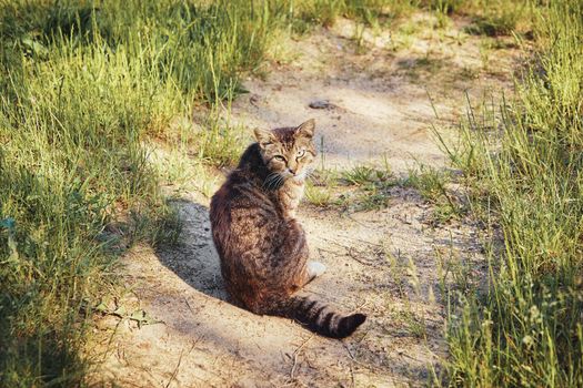 A street cat is sitting in the grass. Yard, gray cat.