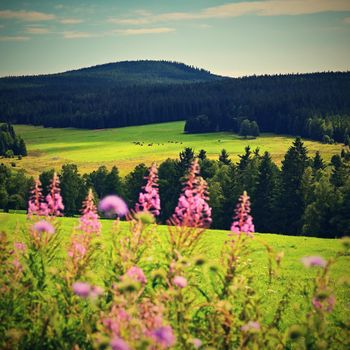 Sumava - beautiful landscape of summer nature in the mountains. Extensive mountains on the borders of the Czech Republic