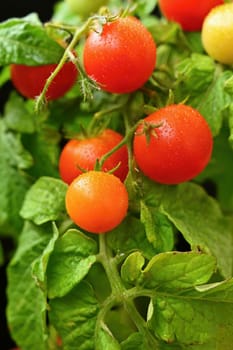 Cherry bush tomatoes - healthy vegetables - healthy food. Beautiful fresh red tomatoes on a twig.