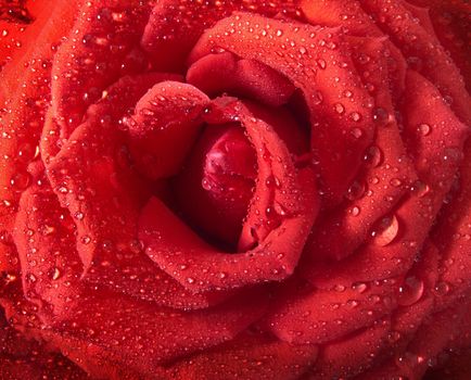 Beautiful red rose with water, closeup.Selective focus