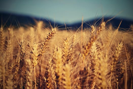 Beautiful detail of ripening wheat in a field. Natural colour background at sunset with blue sky.
