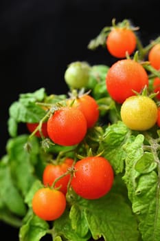 Cherry bush tomatoes - healthy vegetables - healthy food. Beautiful fresh red tomatoes on a twig.