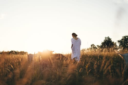 Young woman in white dress is walking with goats on the meadow at sunset. Attractive female farmer feeding her goats on her small business organic farm.