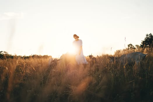 Young woman in white dress is walking with goats on the meadow at sunset. Attractive female farmer feeding her goats on her small business organic farm.