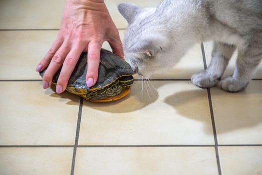 cat sniffing frightened pond turtle trying to hide in its shell, Friendship of different animal species, high quality photo