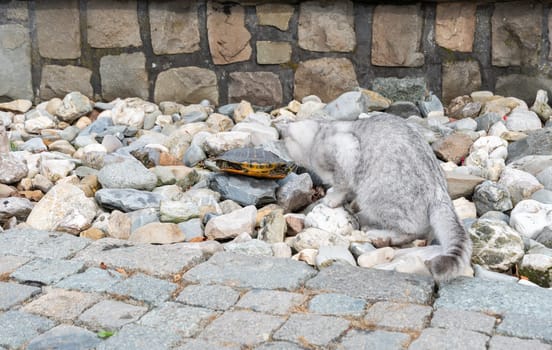 cat sniffing frightened pond turtle trying to hide in its shell, Friendship of different animal species, on the rocks, high quality photo