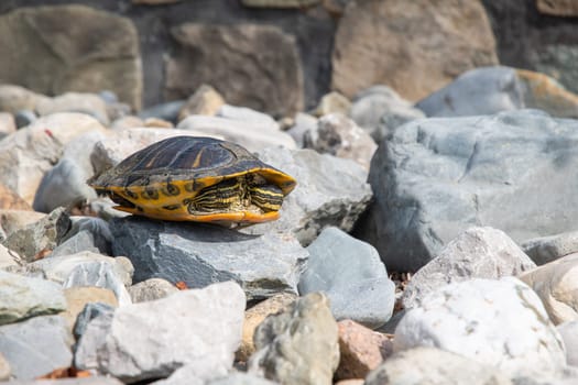 portrait of freshwater pond turtle with yellow stripes and brown shell, on the rocks near the pond,exotic pet, High quality photo