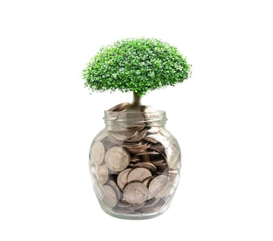 Tree plumule leaf on save money coins, Business finance saving banking investment concept.