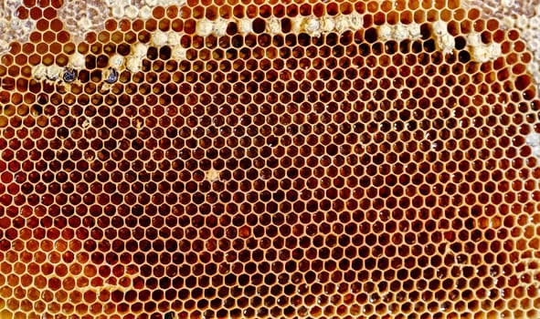 Honeycomb. Photo of honey cells filled with fresh honey. Concept of beekeeping. download photo
