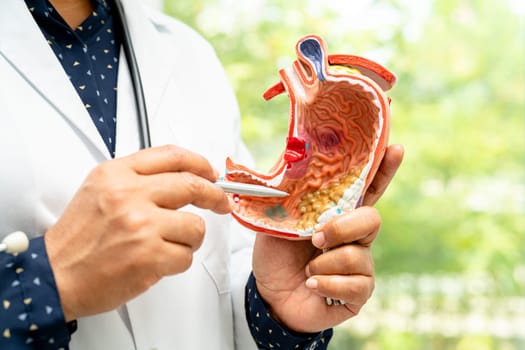 Stomach disease, doctor holding anatomy model for study diagnosis and treatment in hospital.