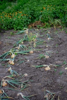 onions grow in the garden. Selective focus. Nature