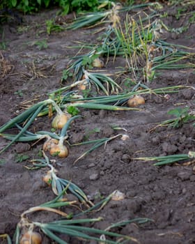 onions grow in the garden. Selective focus. Nature