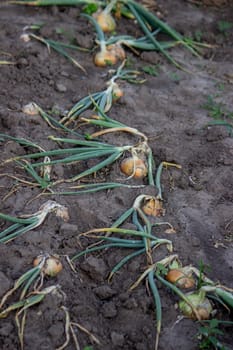 onions grow in the garden. Selective focus. Nature