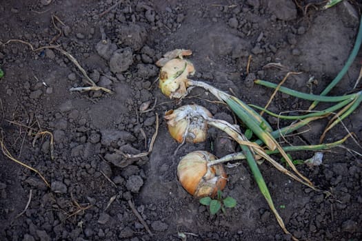 onions grow in the garden. Selective focus. Nature