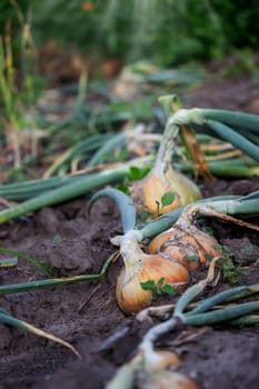 onions grow in the garden. Selective focus. Nature