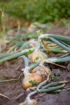 onions grow in the garden. Selective focus. Nature
