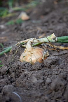 onions grow in the garden. Selective focus. Nature