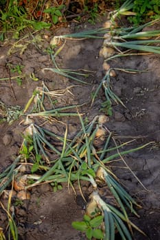 onions grow in the garden. Selective focus. Nature