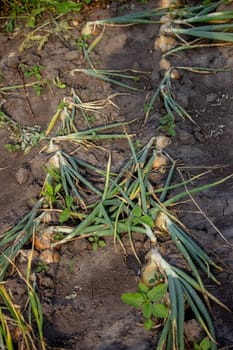 onions grow in the garden. Selective focus. Nature