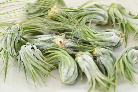 A green tillandsia air plants