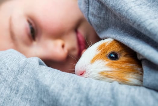 A boy with his guinea pig. A boy hugs a guinea pig. A child plays with the pet at home. Pet care.