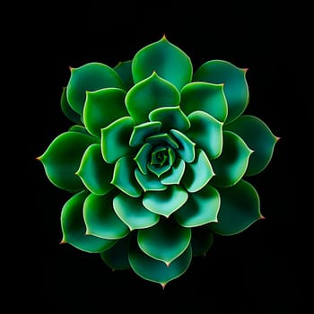 The succulent plant is a close-up view from above. Minimalism.