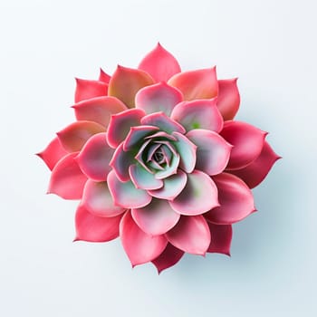 The succulent plant is a close-up view from above. Minimalism.