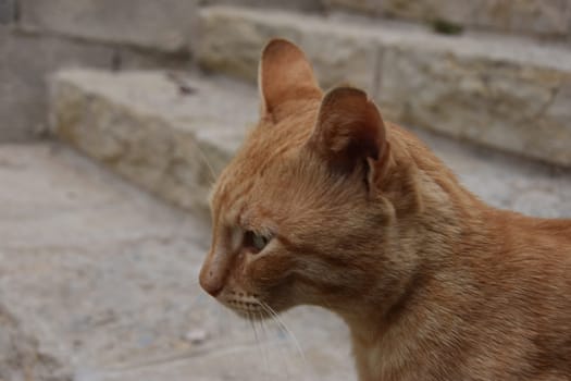 portrait of a ginger cat in profile against the background of the steps of an old stone staircase in Jerusalem, Israel 2021. High quality photo