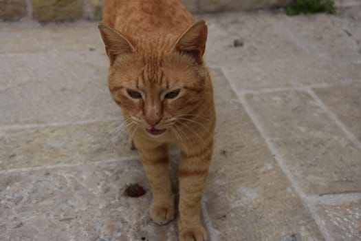 portrait of a ginger cat in profile against the background of the steps of an old stone staircase in Jerusalem, Israel 2021. High quality photo