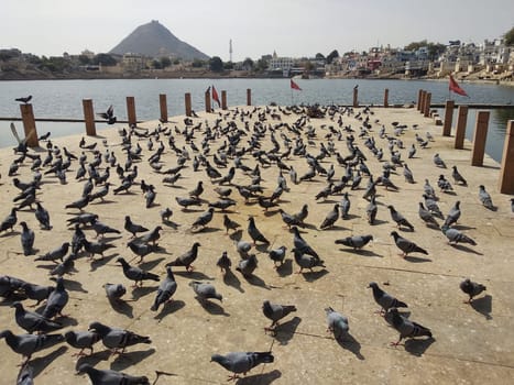 Pigeons on the site by the lake. High quality photo