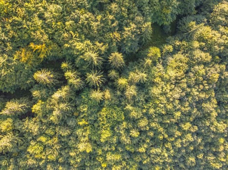 Sunny summer day and dense spruce forest. Aerial top-down drone view