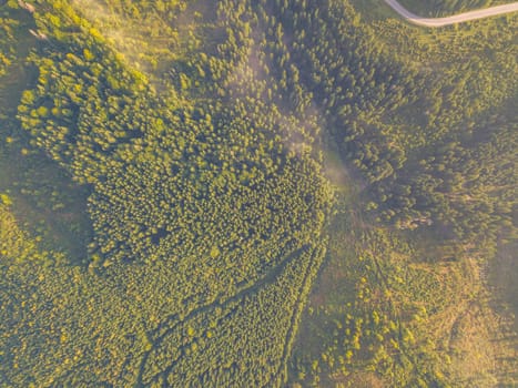 Sunny morning with light fog and dense spruce forest. Aerial top-down drone view