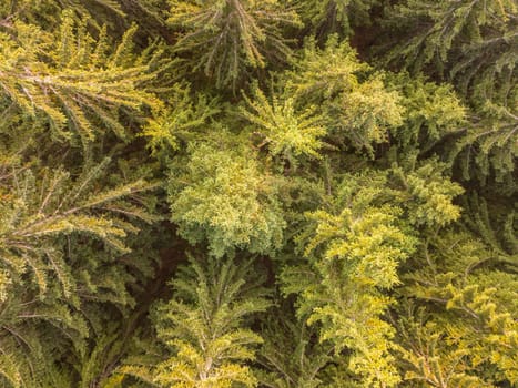 Sunny day and tree tops of the spruce forest. Aerial top-down drone view